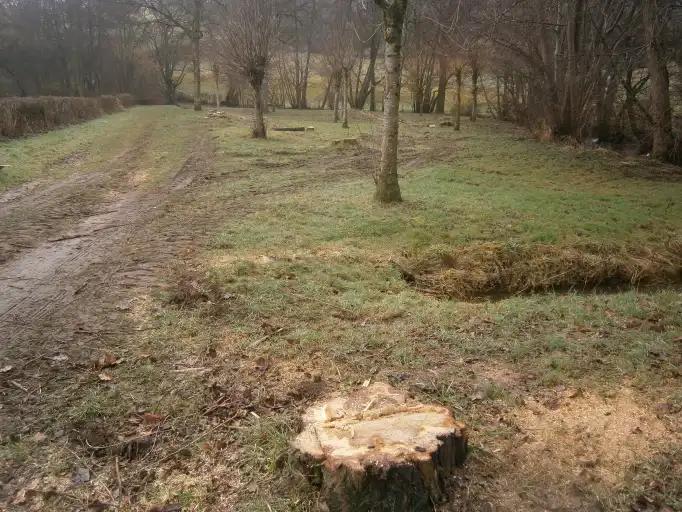 Plusieurs peupliers coupés au Chambon