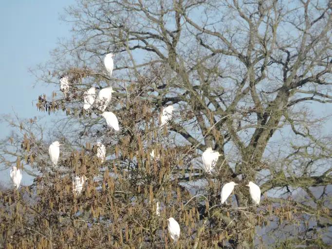 Une vingtaine d'aigrettes  blanches sur l' ilot de la lagune