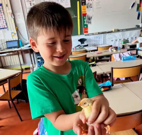 Le cycle de la poule au poussin initié aux enfants de CP/CE1