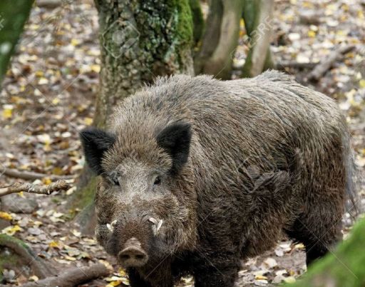 La fermeture de la chasse au sanglier repoussée à fin mars