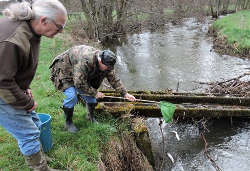 1 000 truites rejoignent les eaux vives du Mesvrin