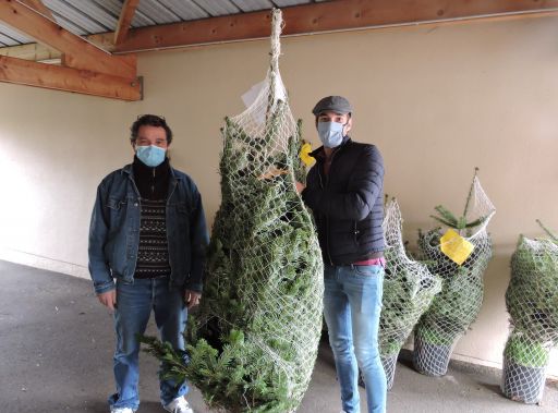 154 sapins pour les f&ecirc;tes de No&euml;l